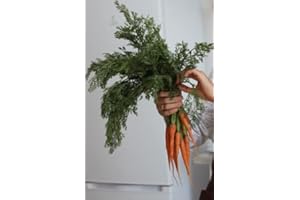 ROOT SOURCE Baby Carrot Plug Plants "Grow Your Own" Vegetables 'Ready to Plant Now' Young Vegetable Plants (3)