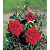 'Duftzauber' -R-, Duft-Edelrose im 4 L Container