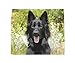 Price comparison product image German Shepherd Dog (Black) Soft Microfibre Glasses Lens Screen Cleaning Cloth Design No4