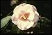 Produktbild 124002 Camelia Japonica 'Fleur De Pecher' (Japanese Camellia) A4 Photo Poster Print 10x8