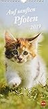 Katzen slim - Auf sanften Pfoten - Kalender 2019 by