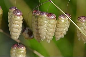 SONIRY GRAINES pacakge Seulement Pas Les Plantes: de Grandes Brize/Grand Amourette/Briza a/Fleur