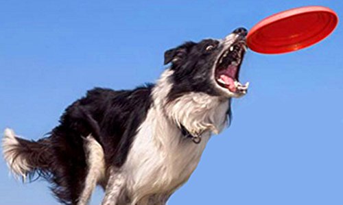 Flyer-Dog-ToyMeiyaa-Foldable-And-Soft-Dog-Training-Toy-Frisbee-Flying-Disc-Tooth-Resistant-For-Outdoor6-Colours