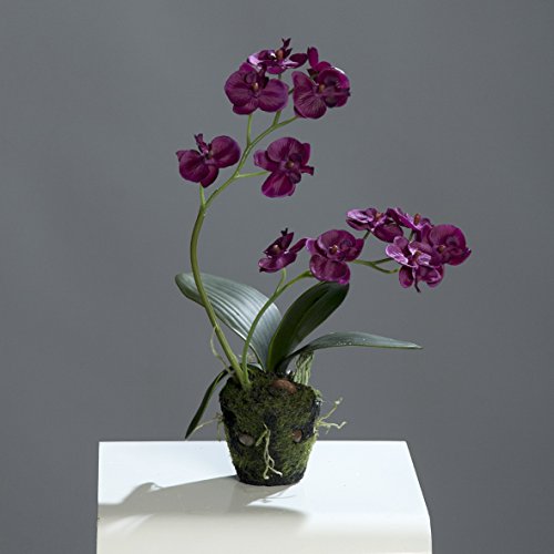Orchidee Phalaenopsis 2 Rispen Seidenblume Kunstpflanze bordeaux 60168-09 F1