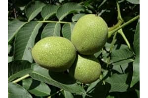 Müller Münchehof GmbH Baum des Jahres 2008 - Walnuss im Container Größe 125 bis 150 cm