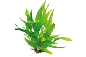 WFW wasserflora Javafarn schöne kräftige TOPFPFLANZE/Microsorum pteropus, robust und barschfest