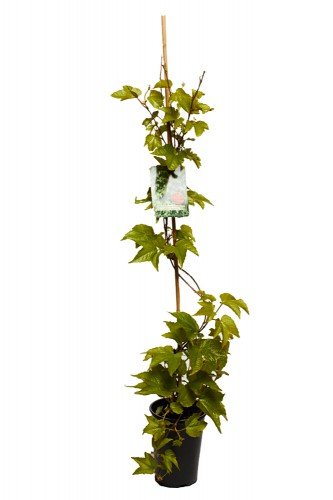 Wilder Wein Parthenocissus tricuspidata Veitchii 2 L Co. - 4