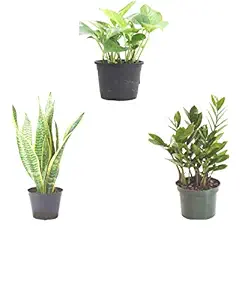 Aryana enterprises Plastic Pot With Guuchuu Good Lucky Indoor Plant, Black, 3.2 INCH POT