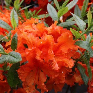 Rhododendron luteum 'Gibraltar' - 30-40 cm