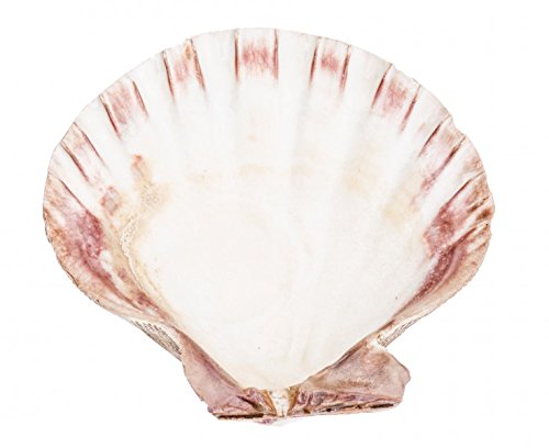 NaDeco® große Jakobsmuschel | Lyropecten Subnodosus | Kamm Muschel Groß | maritime Dekoration | Jacobsmuschel - 2