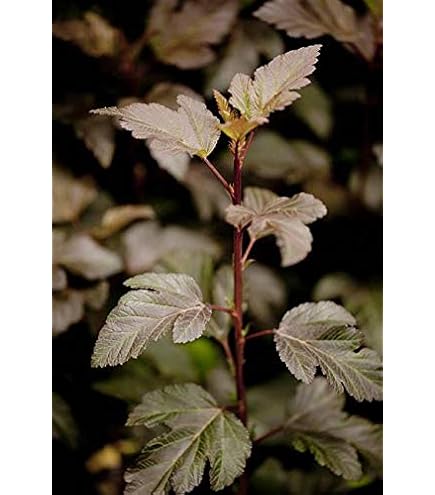 Blasenspiere Tiny Wine - Rotlaubiger Zierstrauch Ca. 60cm Im Topf