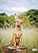 Hunde 2015 by 