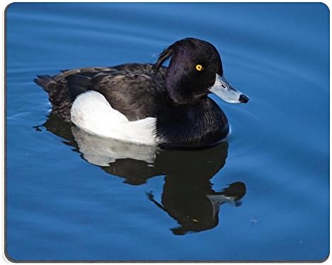 Luxlady Natural Rubber Gaming Mousepads Tufted Duck Aythya fuligul Solna Sweden IMAGE ID 27818098