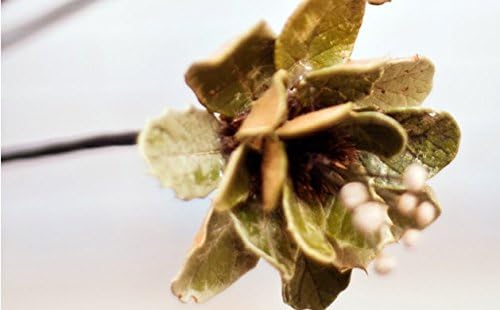 DYF Artificial flowers Natural Hand Wholesale Leaf Dry branches Decoration,Green