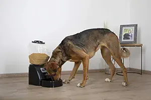 Eyenimal NGDISCRO003 Electronic Pet Feeder