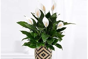 CARBETH PLANTS Spathiphyllum Peace Lily Indoor Plant - Large Peace Lily in a 13cm Pot - Around 45-55cm in Height