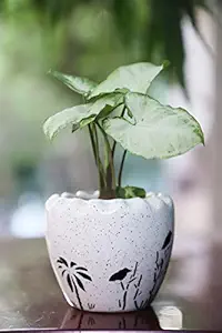 Lyallpur Stores Round Ceramic Planter - Small (White Color, 9 cm) Plant Not Included