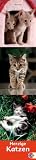 Katzen long 2010 by