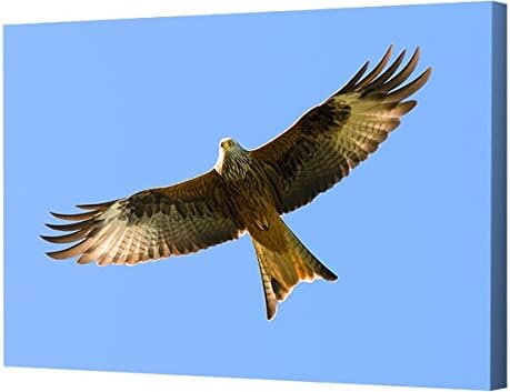Canvas Print - Red Kite in flight on a beautiful summers day (16 x 24 inch)
