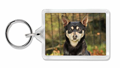 Preisvergleich Produktbild Australian Kelpie Hund Foto Schlüsselbund TierstrumpffüllerGeschenk