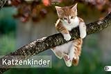 Katzenkinder Posterkalender 2012 by