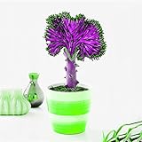 Características: Planta suculenta, ornamental, alta tasa de germinación.