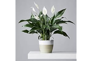 CARBETH PLANTS Peace Lily 'Alana' Plant - Spathiphyllum Plant 40-50cm in Height - Potted Lily Houseplant