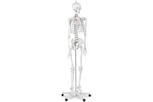 PHYSA WELLNESS & LIFESTYLE Physa Human Skeleton Model Anatomical Model Educational Life-Sized Musculoskeletal System Spinal Blood Vessels PHY-SK-1 (1:1 Scale, 176 cm, Plastic, Stainless Steel, With Poster and Dust Cover)