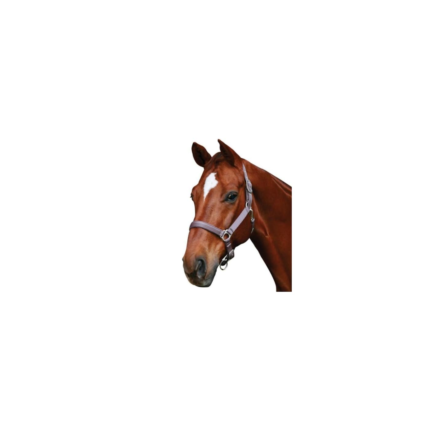 Horse ‘n’ Pony