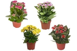 BRYNCIR GARDEN CENTRE Kalanchoe Rosalina Mix - 4 Plants