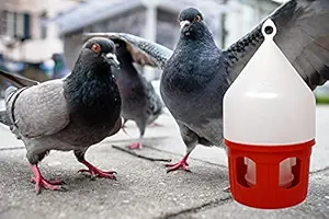 Pigeon Water Drinker - 5 Litre