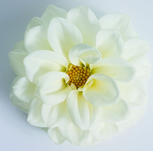 Dahlie großblütig (Dahlia) "White (weiß)" Pflanze im 12er Topf