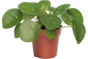 DECOALIVE Planta del Dinero China Planta de Interior Natural