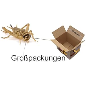 Heimchen Grosspackung - mittel ca. 250ml ergibt 800-900Stk Futtertiere