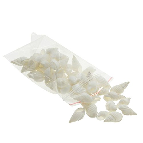 Miniatur Garten Sand Strand Landschaft Verzierung Muschel Fertigkeit Dekor Kleine weiße Schnecken