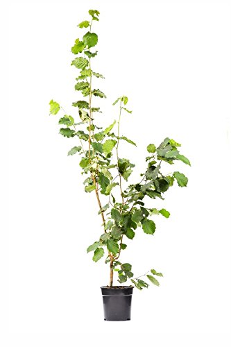 Rote Zellernuss Haselnuss, Haselnussstrauch Buschbaum, Corylus avellana, Nussbaum winterhart, Laub rot, im Topf, 120 cm - 2