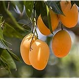 ROYAL LAND Live Plant - Dwarf Alphonso Mango King of Mango - Grafted and Hybrid Variety