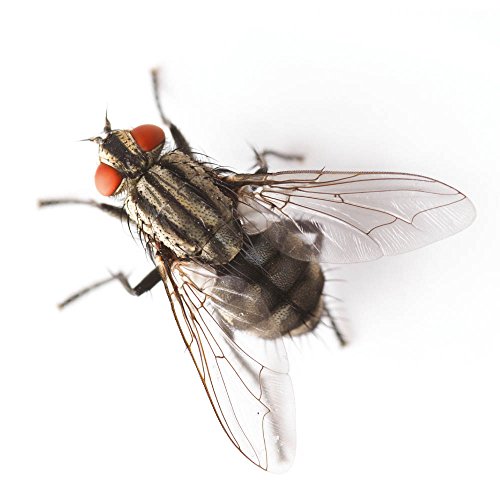 The Buzz Streifenvorhang für Türen (Schützt vor Insekten und lässt frische Luft hinein) - 4
