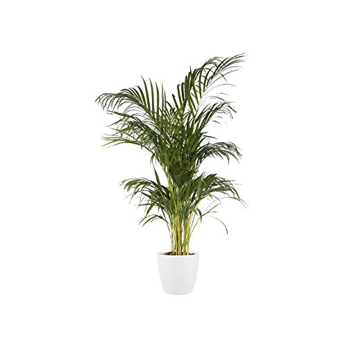 elho pot de fleurs - brussels rond 25cm ...