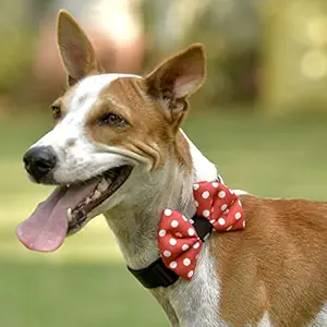 GROOMSOME Cute Dog Bow Tie- Red Polka Dot (Size: Small)