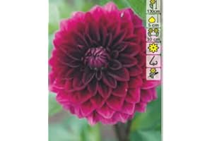 AGRONOM TESTED IN THE GARDEN AGRONOM | DALIAS COMO PLANTAS ORNAMENTALES - VOO DOO | Bulbos de flores perennes | Flores rojas | Se cultivan en jardines de flores, macetas y céspedes en flor| 1 bulbo