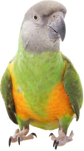 Parrot Wall Sticker 47x82 cm