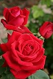 Lieblich duftende Edelrose mit viel Charme einer leuchtend, samtigen dunkelroten Rose. Große Blüten (bis 11 cm) mit einer enormen Blütenfülle auf dunkelgrünen glänzenden Laub. Höhe: 80 cm Züchter: W.Korde's Söhne 1991