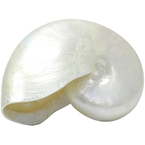 Haquoss Reef Shell 5, 14.5x 7.5x 11.5H cm