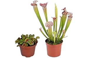 DECOALIVE Plantas Carnívoras Naturales: 1 Unidad de Dionaea Muscipula o Venus Atrapamoscas y 1 Unidad de Sarracenia Leucophylla o Planta Jarra