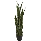 Kılı&ccedil; &Ccedil;i&ccedil;eği Paşa Kılıcı 40-60 Cm Peygamber Kılıcı Ev Bitkisi Ofis Bitkisi Salon Bitkisi