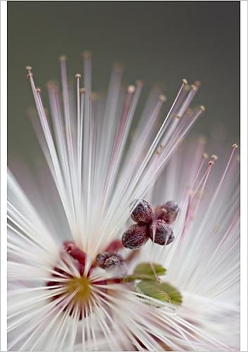 Robert Harding A1 Poster of Fairy Duster (Calliandra eriophylla), Organ Pipe Cactus National Monument (4429227)