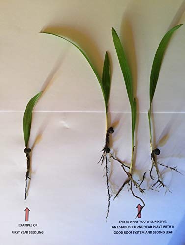 Preisvergleich Produktbild Portal Cool 6 Chusan Palme Keimlinge - Chinesische Hanfpalme, Tropisch