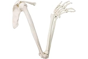 EVOTECH SCIENTIFIC Human Arm Skeleton Model, Life-Size Anatomical Arm, Includes All Arm Bones Plus Clavicle, Scapula and Articulated Hand Bone