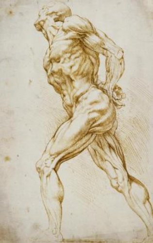 Preisvergleich Produktbild Anatomical Study: Nude Male